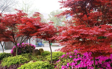 贵阳学院小学教育专业招生_招生信息