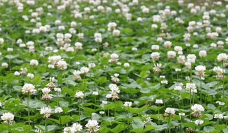 四川托普信息技术职业学院幼儿发展与健康管理专业招生_招生信息