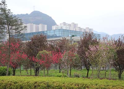 春满校园.jpg 春满校园.jpg