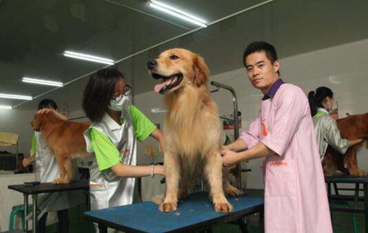 宠物养护与经营专业 宠物养护与经营专业