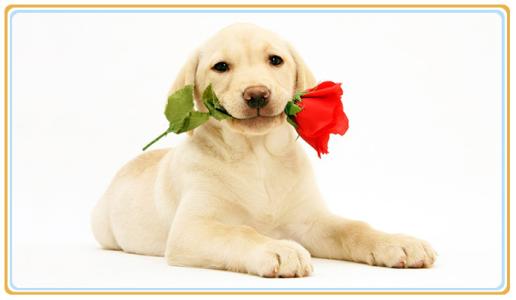 动物药学专业 动物药学专业